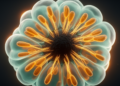 Powering the Niche: Mitochondrial Gene Mppa Steers Sperm Stem Cells in Fruit Flies