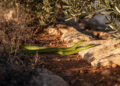 Climate Maps Reveal a Split Fate for Mediterranean Whip Snakes