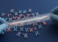 Chromosome Measurements Differ Between Observers Even With Modern Software