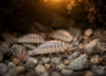 Terrestrial isopods (Crustacea, Isopoda, Oniscidea) from Mesovoid Shallow Substratum habitats of Portugal