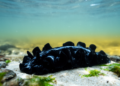 Jet-Black Sea Slug Surprises Scientists With an 800 km Leap Into the Cold Yellow Sea