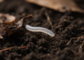 New Worm-Shaped Ciliate Species Discovered in Chinese Soil