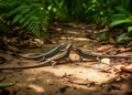 Amazon Racerunner Lizards Filmed Mating in Panama for the First Time