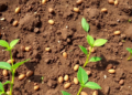 Chelated Zinc Boosts Groundnut Yields in Tricky Calcareous Soils