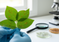 Two New Fungal Species Hidden in Cowpea Leaves Uncovered in China