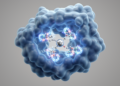Coumarin-Hydrazone Molecules Emerge as Computational Candidates Against Tumor Enzyme CA XII