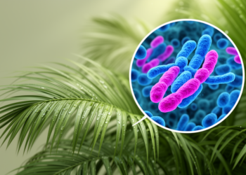 Amazon's Favorite Palms Hide a Chromosomal Secret, New Study Reveals