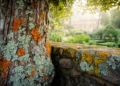 Botanic Garden of Pisa Reveals Hidden Lichen Richness in the Heart of a City