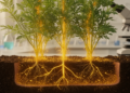 Cadmium distribution and tolerance mechanisms in Artemisia argyi under cadmium stress