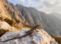 Mosor rock lizard range remapped: nine new sites reveal a shrinking refuge in the Dinaric Alps