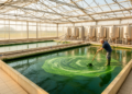 Spirulina Farming in Northern Italy Shows Medium Recycling Keeps Quality High