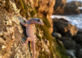 New gecko species hiding in plain sight on Japan's rocky western coast