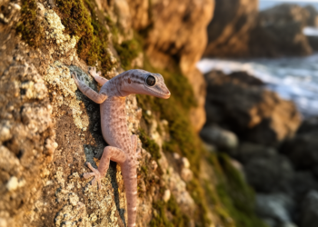 New gecko species hiding in plain sight on Japan's rocky western coast