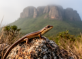Two new snake-eyed skink species found on Angola's isolated Serra da Neve