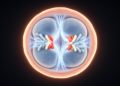 Terminal Breakpoints Shape Chromosome Segregation and Embryo Survival in Translocation Carriers