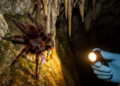 Cave tarantula rediscovered in Philippines after 130 years