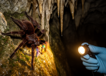 Cave tarantula rediscovered in Philippines after 130 years