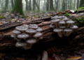 Three Hohenbuehelia mushroom species recorded in Pakistan for the first time