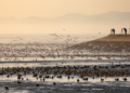 A 2006 Snapshot of 108,000 Wintering Waterbirds Along China's Fujian Coast Goes Public