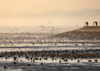 A 2006 Snapshot of 108,000 Wintering Waterbirds Along China's Fujian Coast Goes Public