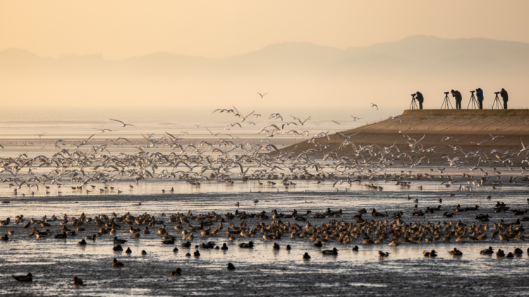 A 2006 Snapshot of 108,000 Wintering Waterbirds Along China's Fujian Coast Goes Public