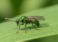 First Complete Mitochondrial Genomes Reveal Hidden Evolution of Parasitic Wasp Genus Neotrichoporoides