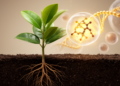 Oil-Tea Gene CoRVE1 Supercharges Drought Survival in Transgenic Plants