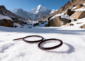 New Horsehair Worm Species Found Wriggling on Snow in Pakistan Mountains