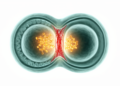 AXIN1 Found Pulling Double Duty in Wnt Signaling and Cytokinesis