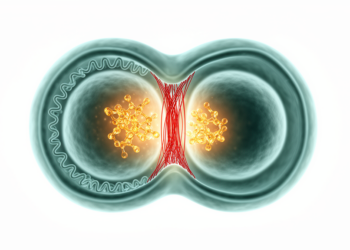 AXIN1 Found Pulling Double Duty in Wnt Signaling and Cytokinesis