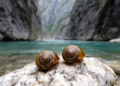 Two new snail species discovered in Montenegro's threatened Komarnica Canyon