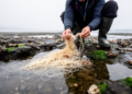 New Spaghetti Worm Species Unearthed on Qingdao's Rocky Shores