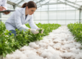 Scientists Map the Genetic Switches That Help a Healing Herb Survive Salty Soil