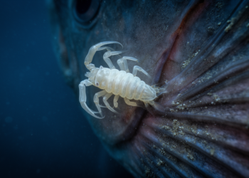 Deep-Sea Parasite Revealed as New Genus After Molecular and Morphological Analysis