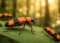 Four New Beetle Species Emerge from Landmark Review of China's Soldier Beetles