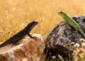 Lizards in Bulgaria Reveal Distinct Thermal Strategies