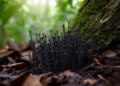 New fungal family and synnematous species from India untangle a cryptic Pleosporales enigma