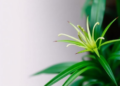 Medicinal Lily Relative Ophiopogon japonicus Recorded in India for the First Time