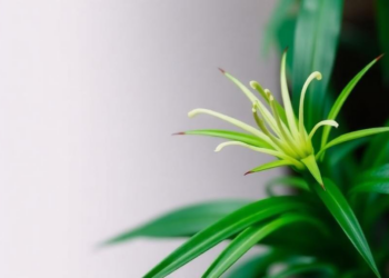 Medicinal Lily Relative Ophiopogon japonicus Recorded in India for the First Time