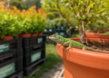Balkan Lizards Found in Slovakia via Plant Trade