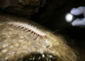 Cave-dwelling centipede recorded in Romania for the first time reveals striking asymmetries