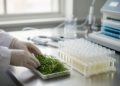 DNA Paternity Tests for Citronella Grass Reveal Gaps in Clonal Crop Breeding