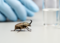 Study Maps Gene Activity Behind Female Beetle Horns