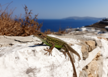 Wall Lizard Population Thrives on Greek Islet 45 Years Later