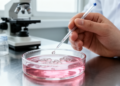 First Cell Culture of Red-Backed Toadlet Aids Conservation