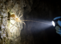 New Blind Whip Spider Species Emerges from Colombian Cave