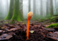 New Cordyceps Species Found in Yunnan Forests