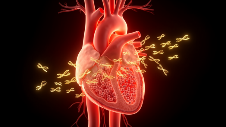 miR-486: the cardiac microRNA that shields the heart from reperfusion injury