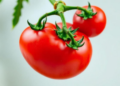 Compact tomato pangenome reveals genes steering fruit size and disease defense