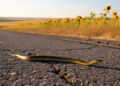 Roads Kill Juvenile Caspian Whipsnakes in Southern Romania